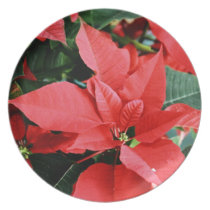 Bright Red Christmas Poinsettia plates