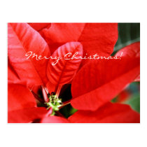 Bright Red Christmas Poinsettia postcards