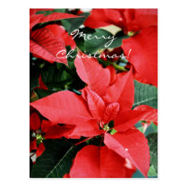 Bright Red Christmas Poinsettia postcards
