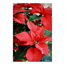 Bright Red Christmas Poinsettia posters