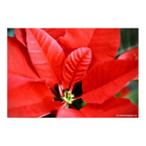Bright Red Christmas Poinsettia posters