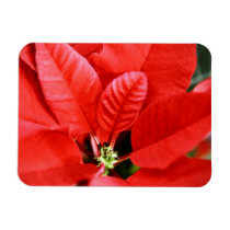 Bright Red Christmas Poinsettia magnets