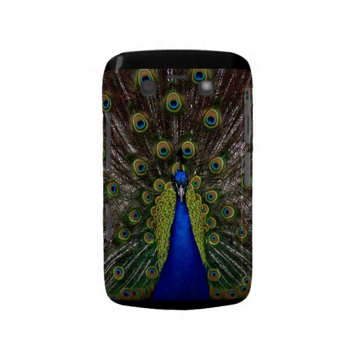 Bright regal peacock photo Blackberry case cover