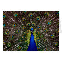 Bright regal peacock photo greeting card