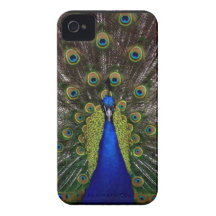 Bright regal peacock photo iphone 4S skin iPhone 4 Cases