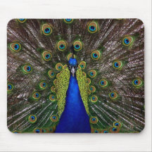 Bright regal peacock photo mouse mat