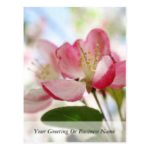 Bright Spring Apple Blossoms Post Card