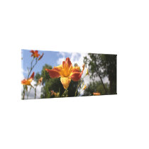 Bright Yellow and Red Daylily: Wide Angle View canvas prints