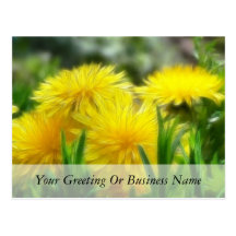Bright Yellow Dandelions Postcards