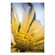 Bright Yellow Flower Photographic Print