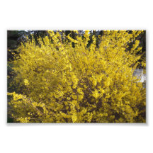 Bright Yellow Shrub Art Photo