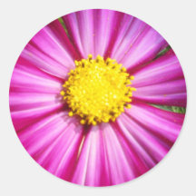 Brilliant Pink Cosmo Stickers