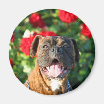 Brindle boxer dog Magnet