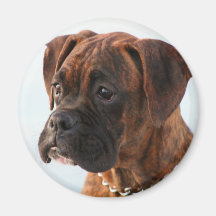 Brindle boxer puppy magnet
