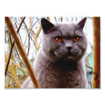 British blue shorthaired cat photograph