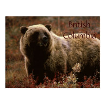 British Columbia grizzly bear postcard