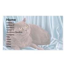 British Shorthair, blue Business Card Templates