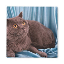 British Shorthair, blue magnets