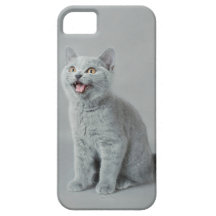 British shorthair kitten
