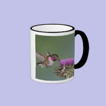 Broad-tailed Hummingbird, Selasphorus 2 mugs