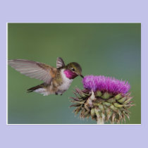 Broad-tailed Hummingbird, Selasphorus 2 postcards