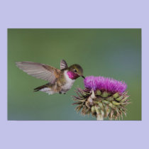 Broad-tailed Hummingbird, Selasphorus 2 posters