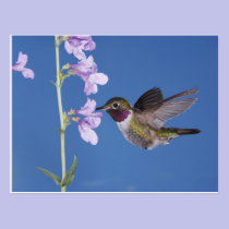 Broad-tailed Hummingbird, Selasphorus postcards