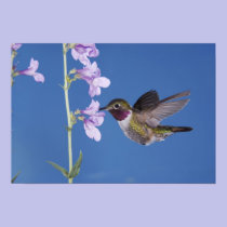 Broad-tailed Hummingbird, Selasphorus posters