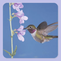 Broad-tailed Hummingbird, Selasphorus stickers