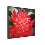 Bromeliad Flower Gallery Wrapped Canvas