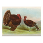 Bronze Turkeys Postcard