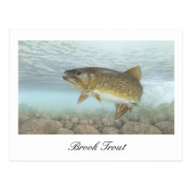 Brook Trout Painting Postcard