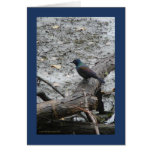 Brother Grackle Cards