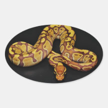 Brown and Gold Ball Python Stickers