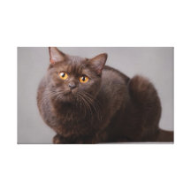 Brown British shorthair Stretched Canvas Prints