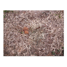 Brown dead grass, weeds, and leaves postcards