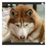 Brown Husky  Invitations