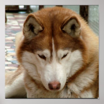 Brown Husky  Poster