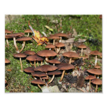 Brown Mushrooms Moss 10x8 Nature Print Photograph