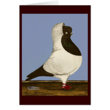 Brown Nun Pigeon Greeting Card