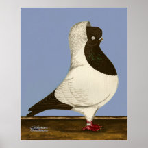 Brown Nun Pigeon Print