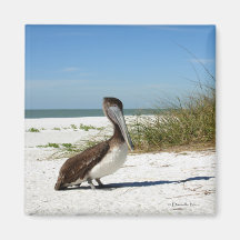 Brown Pelican Magnet