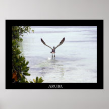 brown pelican poster