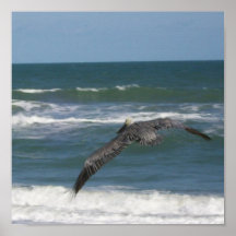 Brown Pelican Poster
