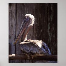 Brown Pelican Print
