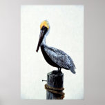 Brown pelican posters