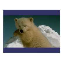 brown puppy postcards
