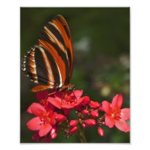 Brushfoot Butterfly. Photograph