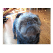 Brussels Griffon Postcards