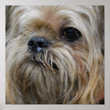 Brussels Griffon Poster